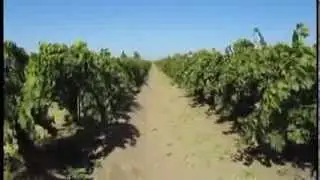 Sun-Maid Sun-Dried California Raisins