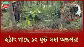 গাছের ওপর ১২ ফুট লম্বা অজগর, উদ্ধার করলো বন বিভাগ | Snake Rescue | Python | Cumilla