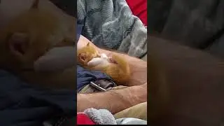 The Cutest Kitten Stretch ever! #kittenacademy #kitten #catlover #cat #kittenadventures