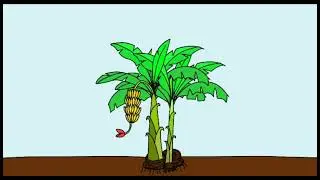 Quá trình phát triển của cây chuối|Vòng đời cây chuối - Banana tree life cycle
