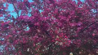 Coral by LiQWYD                                                Calmati Music