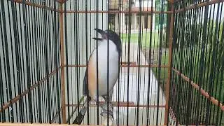 PENTET CENDET GACOR FULL