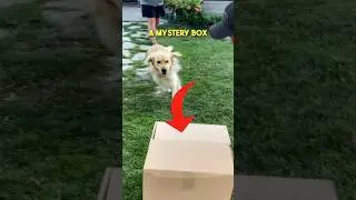 This Dog Got a MYSTERY BOX 🎁👀