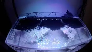 Nano Reef Tank: Initial cycling and equipment test.