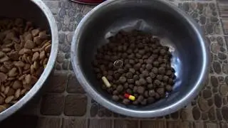 Feeding Routine : Noel The Beagle and Mail The Doberman