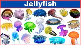 50 Must-Know Jellyfish Names | English Words You Should Know🪼