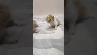 Cute kittens..#cat #cuteanimal #kitten #cutecat #trending #cute #funny #reels #ytshorts #pets #viral