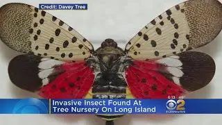 Invasive Insect Found On Long Island