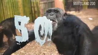 Chimp Joice's 50th Birthday Party