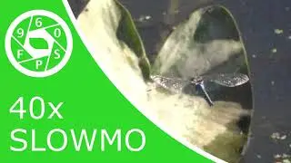 Slow Motion Dragonfly Pivot at 960 FPS