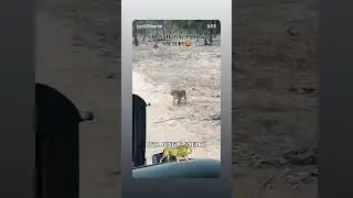 gir national parks jungle safari#shortvideo #gir #lions #diu