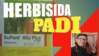 Penyemprotan Ally Plus Yang Tepat - Herbisida Padi Selektif
