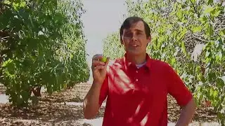 Figs - Valley's Gold