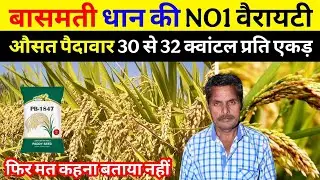 बासमती धान की NO1 वैरायटी | Dhan ki top variety 2025 | PB-1847 धान की तूफानी पैदावार  | धान की खेती