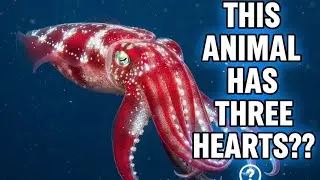 Why This Animal Dies Immediately After Giving Birth