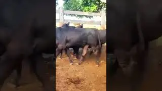 novilho precoce F1 angus #angus #fazenda #novilho