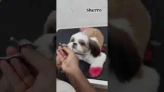 Shihtzu (Sherro) from Ongole
