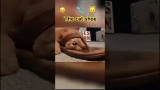 The Cat flip flop ✨ #funny #memes #shorts