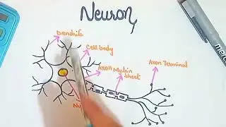 overview of neuron structure and function biology