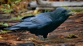 Common raven feeding on a roe deer intestines ~ Corvus corax