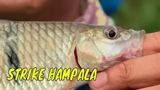 Berbalas Strike Hampala | MANCING MANIA STRIKE BACK (17/12/23) Part 2