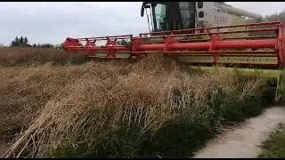 Koszenie rzepaku z claas'ą🔥cz1🔥CLAAS LEXION 770 TT🔥