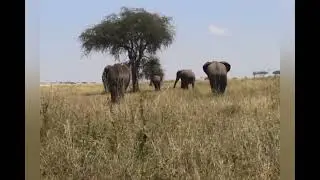 How do Elephant cool their body temperature.