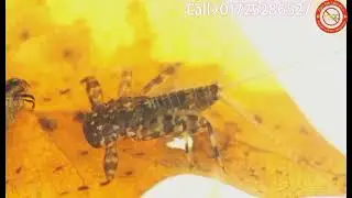Fogging services Dhaka। Fogging services near me।  mosquito fogger service। Tiger Pest Control Co.