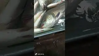 fish market #viral #cat #youtubeshorts #shortvideo #fish #dog #highlights #fishing #youtube #shorts