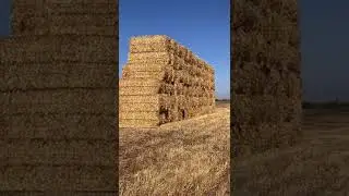 Wheat Crispies For Cow#square bales