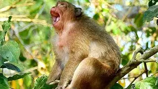 Millions sad, Poor monkey Sweet pea Scare Wild monkey bite on the tree, before meet Mom Popeye.