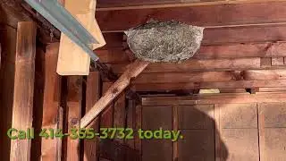 Milwaukee Yellow Jacket Nest in a Garage
