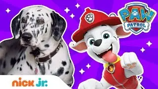How To Be a Fire Pup! 🔥w/ PAW Patrol's Marshall & REAL Dogs! | PAW Patrol | Nick Jr.