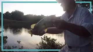 Walmart Swimbaits: Berkley Pogys