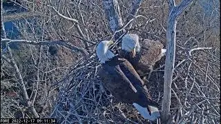 2022-12-17 FORE - Liberty spending some time on the nest - Guardian in with huge stick!