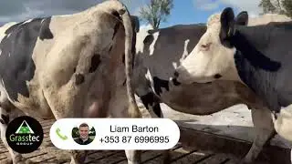 Autumn Calving Cows & Heifers