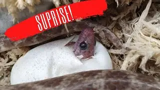 SUPRISE - CrittaCam