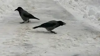 Молодая ворона Чихунишка и её отец параноик / Young crow Sneezy & her paranoid dad 