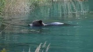 Alaska Coastal Brown Bear fishes and snorkels his way down Chilkoot River, Haines  October 10, 2025