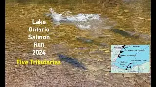 Lake Ontario Salmon Run 2024 Five Tributaries