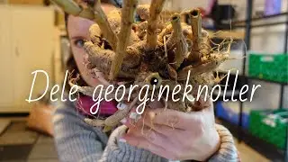Slik deler jeg georgineknoller!