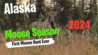 First Moose Hunt Ever in Alaska Awesome Adventure