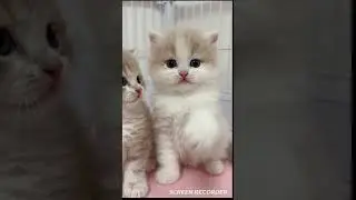 The cats got ponish by a crazy teacher 