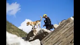 Bobcat partners with National Disaster Search Dog Foundation