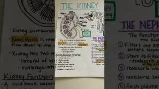 Kidney and function PHYSIOLOGY and anatomy medical 2.0