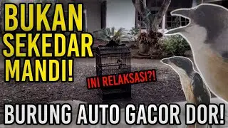 RELAKSASI BIKIN CENDET CEPAT GACOR!?