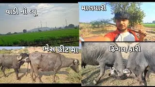 આજ  મણજર બાજુ ભેહુ મા  મોજ હાલાર 