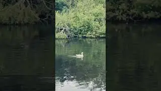 London Nature | Beautiful Pond | London Pond | Ducks Swans| ducks of london | Pond Life