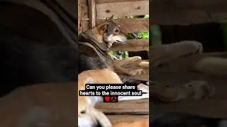&lrm;Can we be friends 🥺, can any body donate $10 to help us raise $2,100 for our shelter survive 🙏 🙏