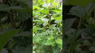 Pohon arben